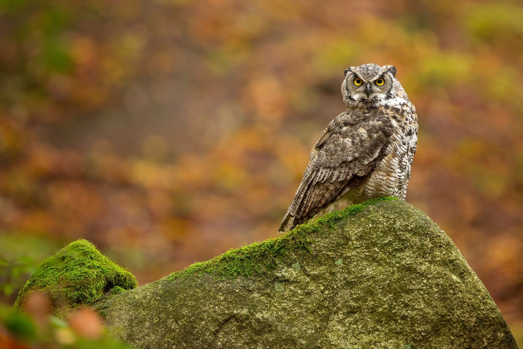 vecteezy_great-horned-owl-also-known-as-the-tiger-owl_4139261 Photo of an owl.