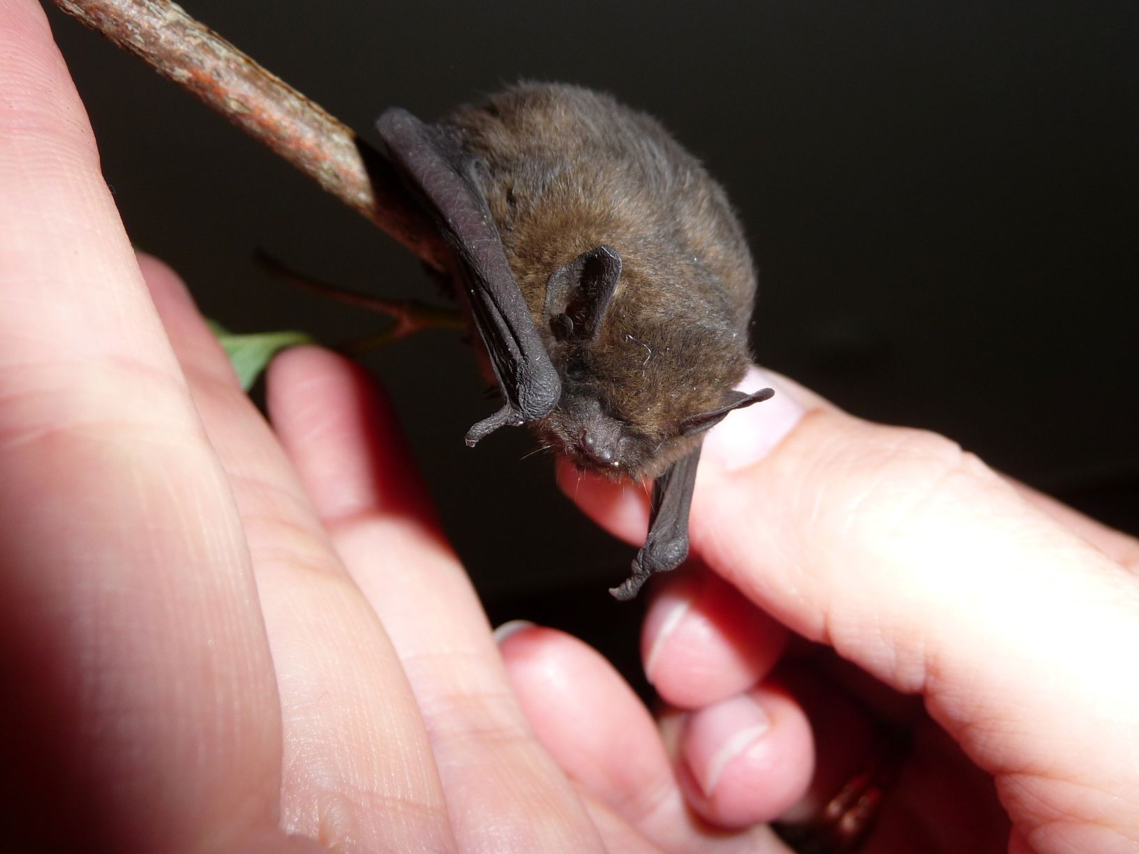 Photo of a hand holding a bat.