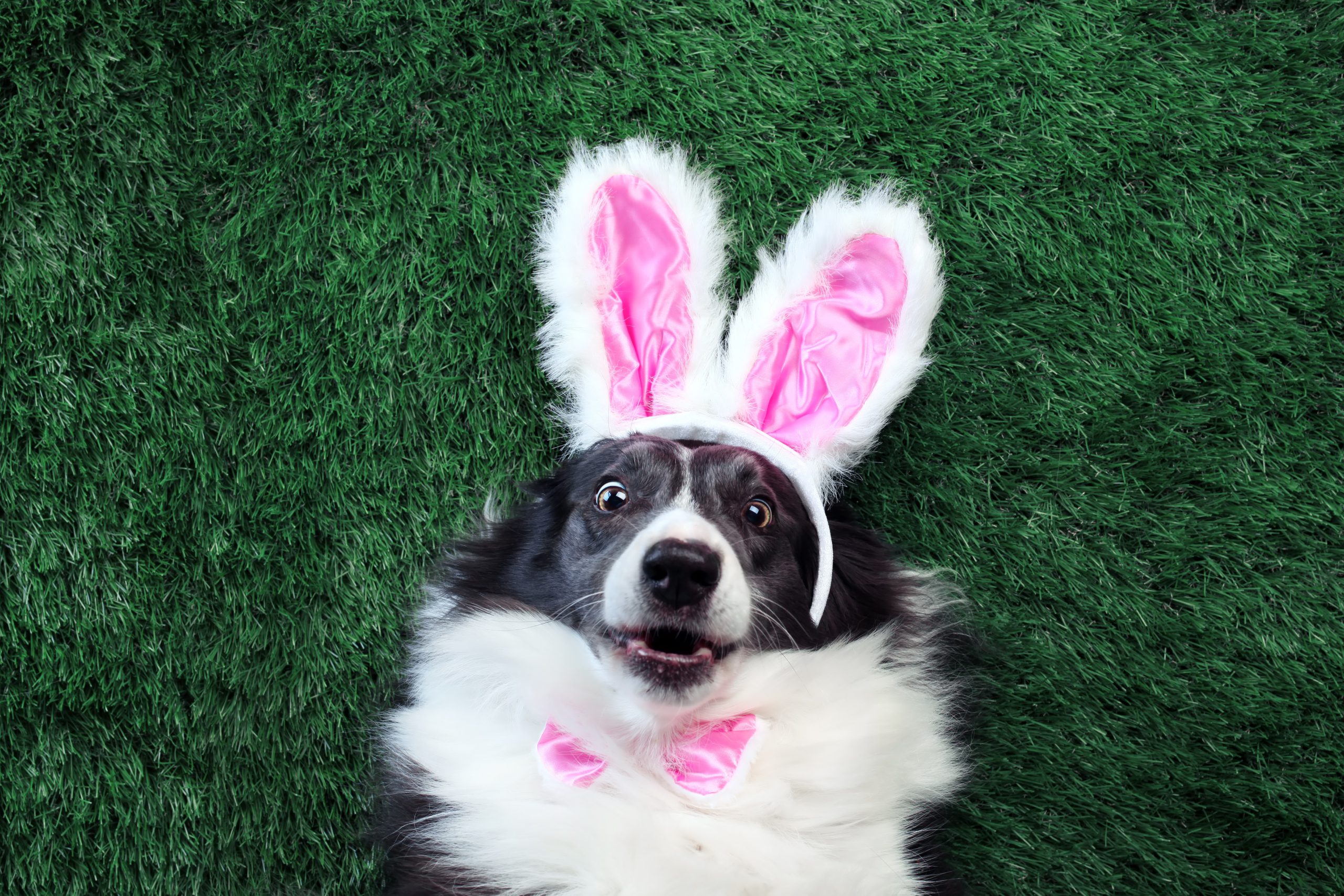 photo of a dog with rabbit ears on
