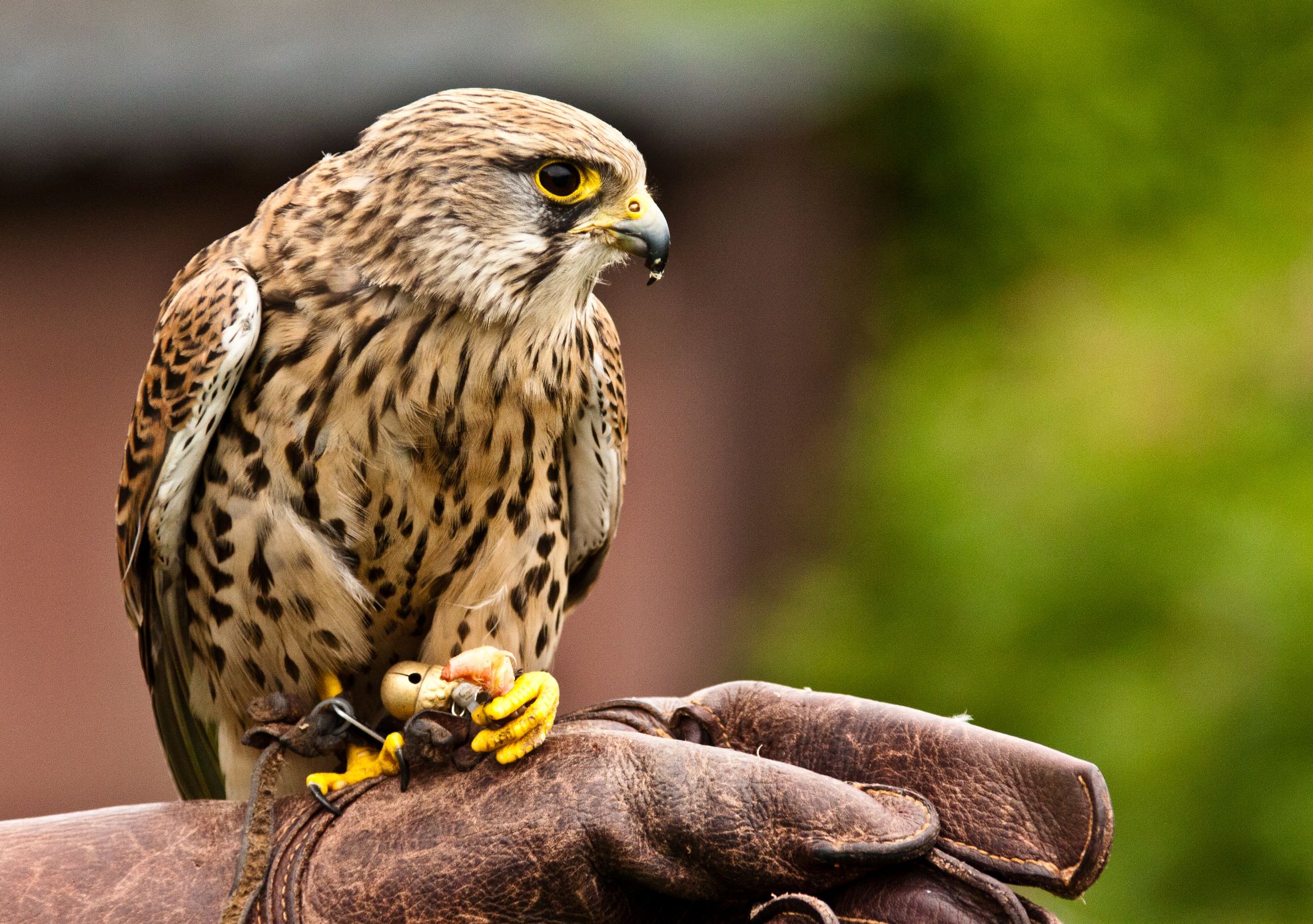 photo of hawk on a gloved hand