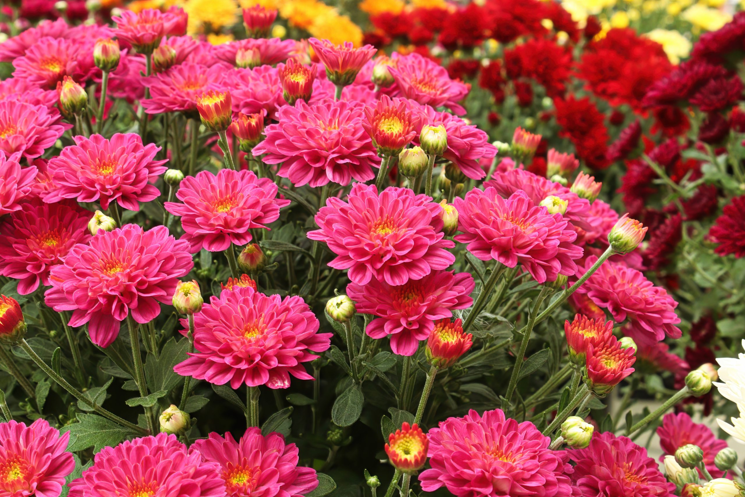 photo of pink garden mums