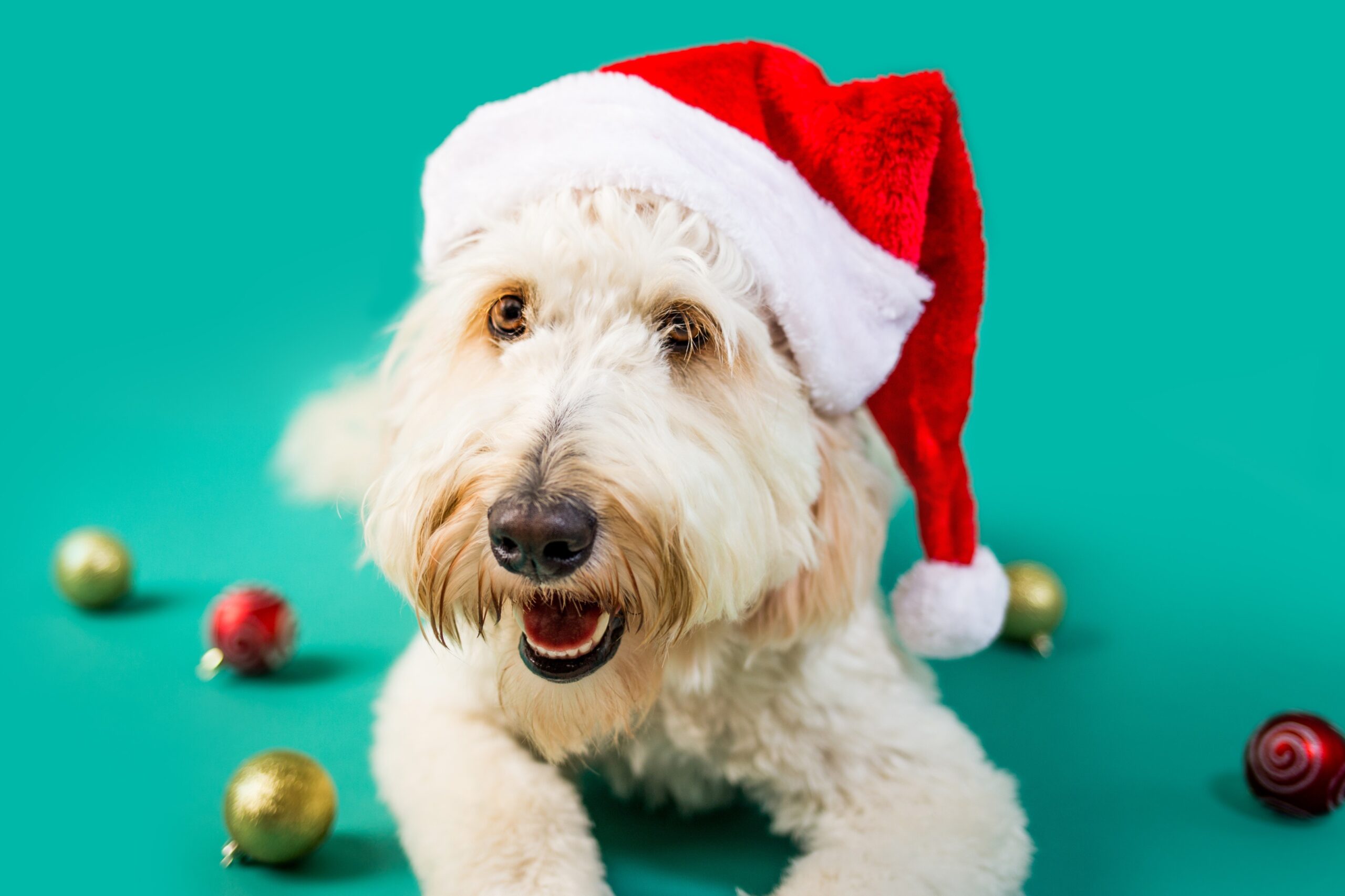 photo of a dog with a santa hat